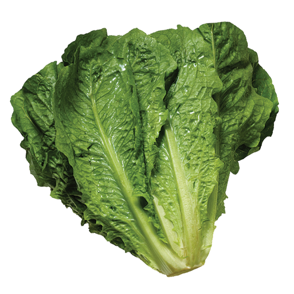 Romaine