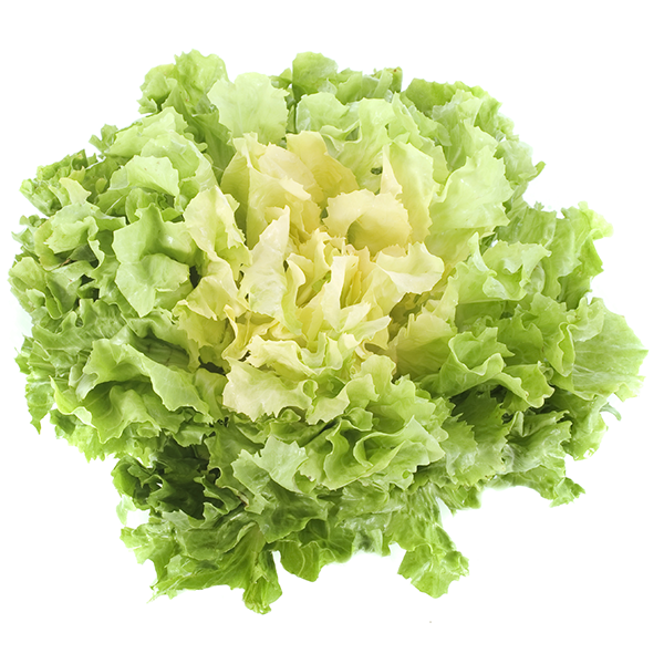 Escarole