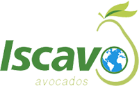 IscavoAvocados