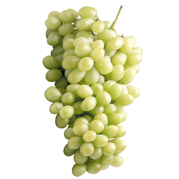 https://www.producemarketguide.com/media/user_RZKVrm5KkV/22474/green-grapes_variety-page_new.png