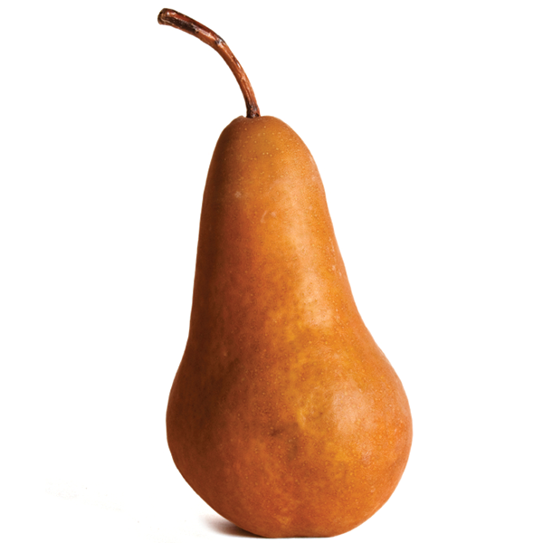 Pear Bosc Brown CA (each) — GoFruitage