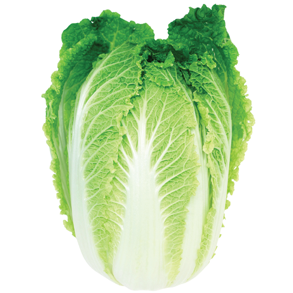 Napa Cabbage