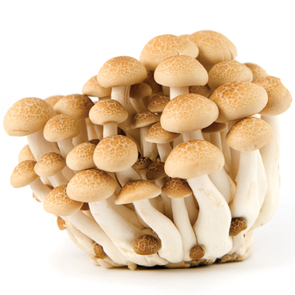 Chinese mushrooms, Enoki,Hon-shimeji and Shitake isolated on a