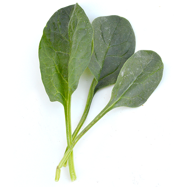 Flat-Leaf Spinach