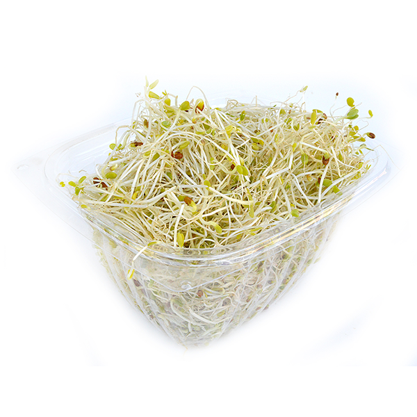 Clover Sprouts