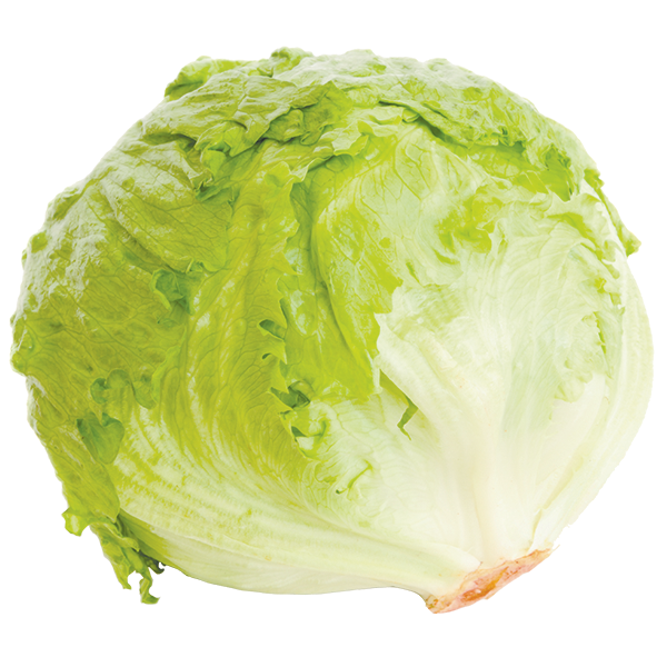 Iceberg Lettuce