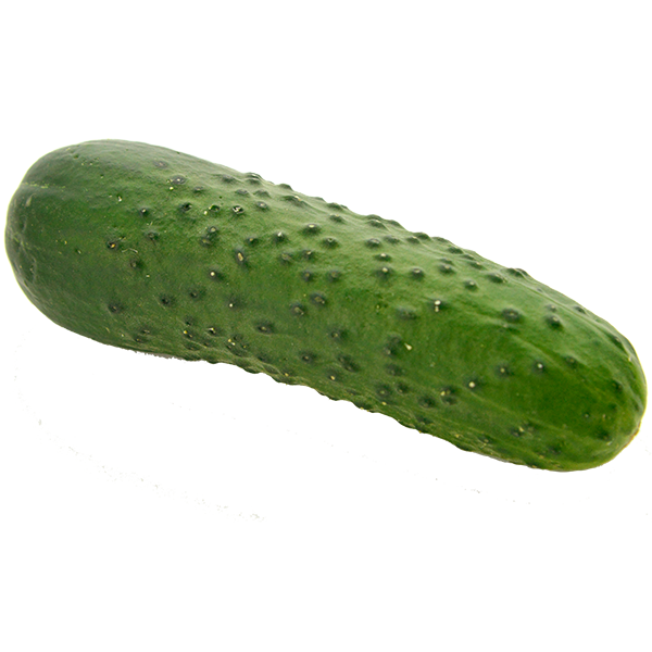 Pickling Cucumbers